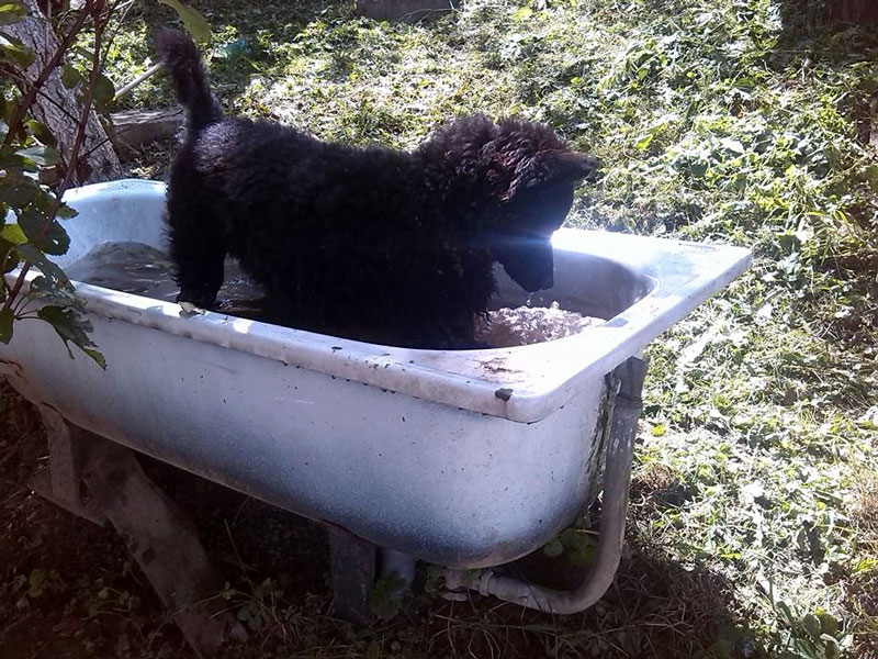 Макс - пас који воли воду (Фото:Горан Томић/РТРС)