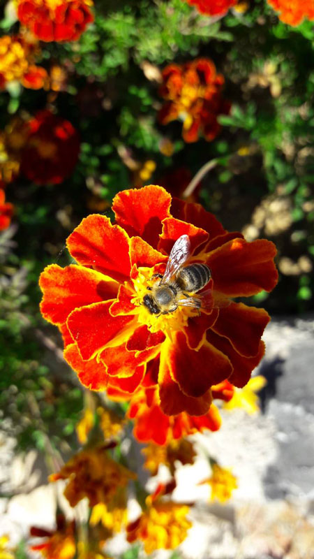 Пчела        (Фото:Маријана Зељковић/РТРС)