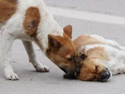 Дирљива љубав два пса - Фото: Screenshot/YouTube
