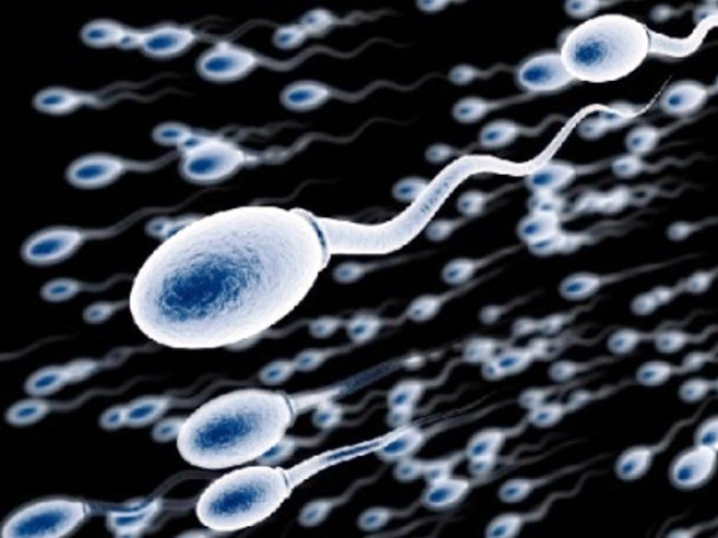 Сперматозоиди (илустрација) - 