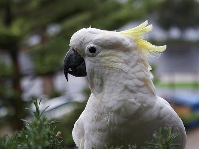 Папагај (фото: flickr.com) - 