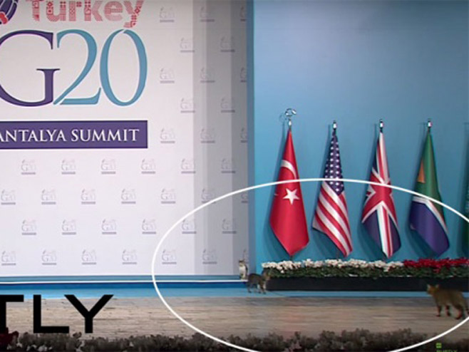 Незвани гости на самиту Г20 у Турској - Фото: Screenshot