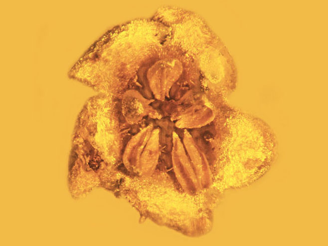 Фосилизовани цвијет стар 15 милиона година пронађен у ћилибару (Фото:  Oregon State University / Flickr ) - 