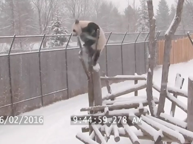 Кад се панда мајмунише - Фото: Screenshot/YouTube