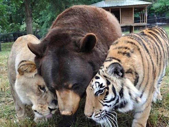 Тигар, лав и медвјед - Фото: Screenshot/YouTube