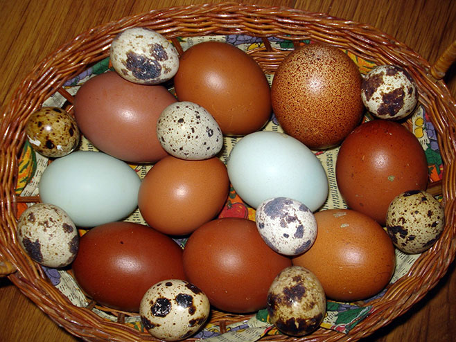 Коке носе обојена јаја - Фото: СРНА