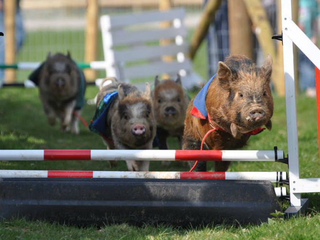 Трка свиња за исход Брегзита (Фото: facebook/pennywellfarm/photo) - 