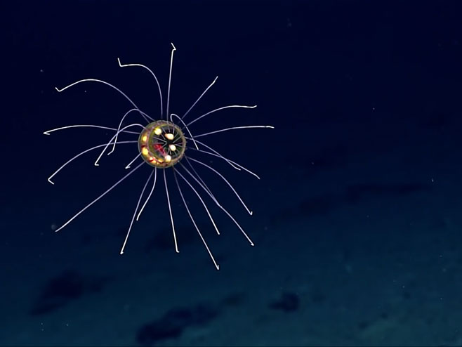 Чудесна бића морских дубина - Фото: Screenshot/YouTube