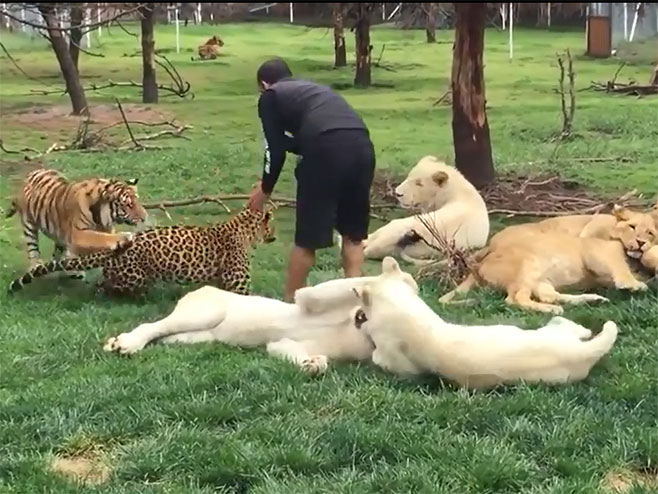 Тигар одбранио свог кротитеља од леопарда - Фото: Screenshot/YouTube