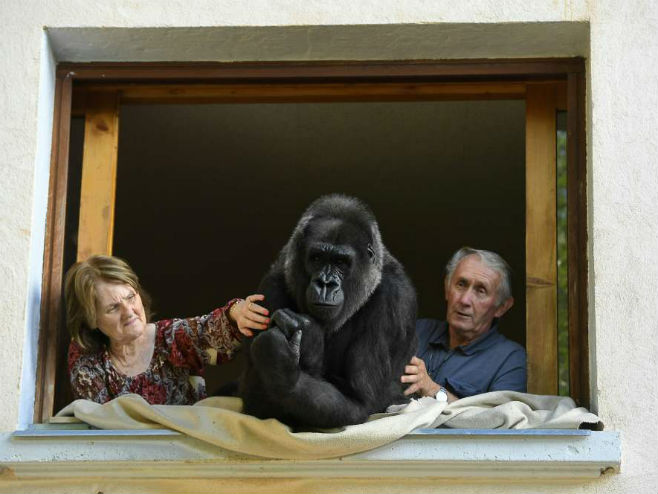 Пјер и Елиан Тивијон са горилом Диџит - Фото: Getty Images