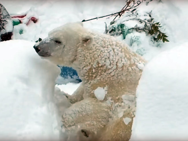 Поларни медвјед - Фото: Screenshot/YouTube