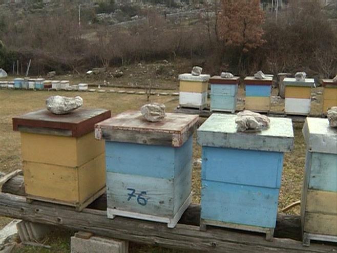 Пчеларство - Фото: РТРС