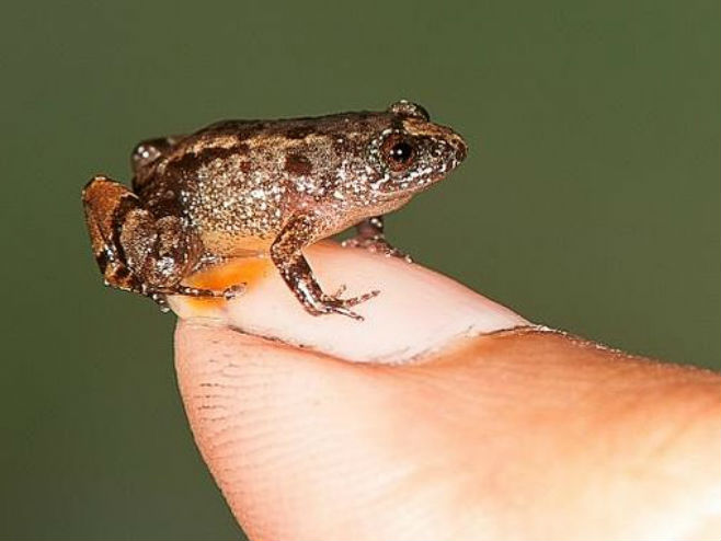 На југу Индије откривене минијатурне жабе (Фото: Twitter) - 