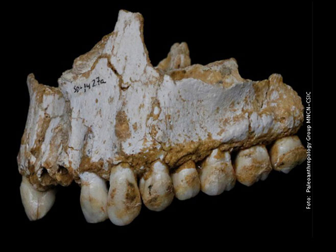 Зубало неандерталца - Фото: РТС
