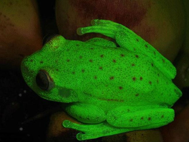 Флуоросцентна жаба пронађена у Аргентини (Фото: Carlos Taboada et al.) - 