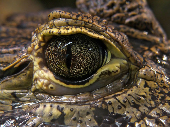 Крокодил   (Фото:nationalgeographic) - 