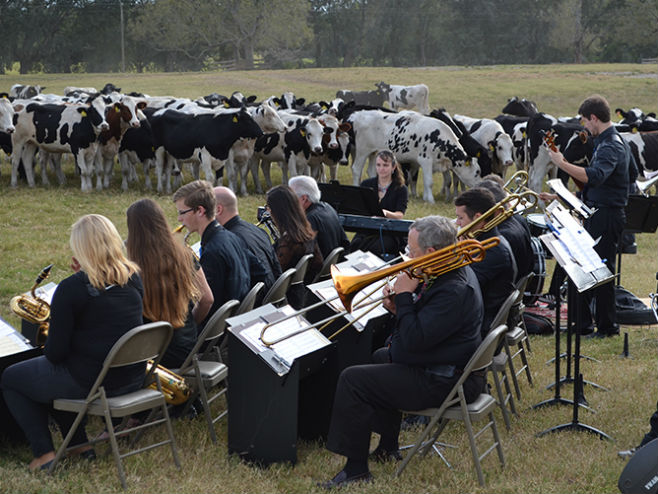 Флорида: Краве воле џез (Фото: floridamilk.com) - 
