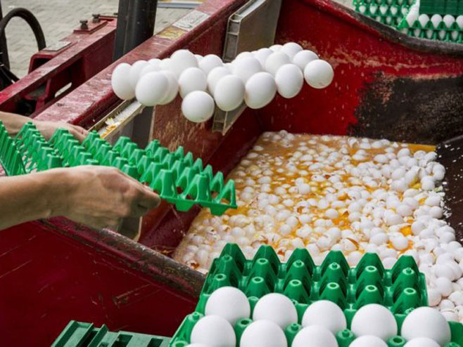 Уништавање контаминираних јаја  (Фото:uk.news.net) - Фото: илустрација