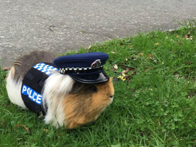 Полицајац Елиот, морско прасе (Фото: New Zealand Police/Facebook) - 