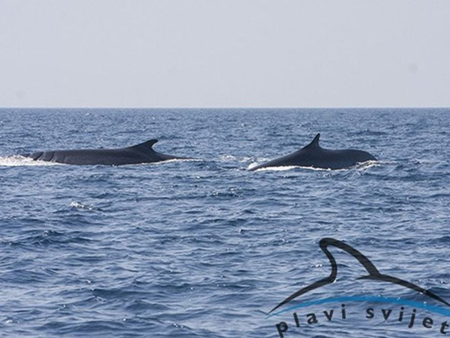 Код Лошиња виђена два велика кита (фото:Institut Plavi svijet) - 