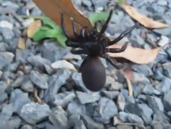 Отров смртоносног аустралијског паука ће спасавати живот - Фото: Screenshot/YouTube