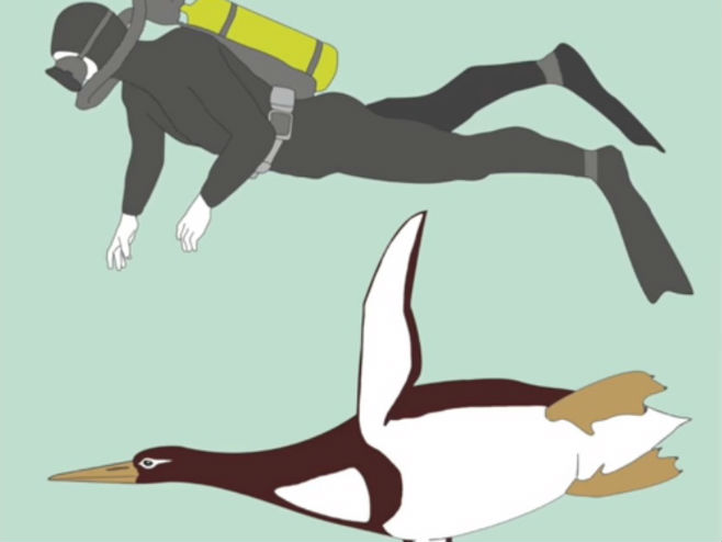 Пингвин величине човјека- илустрација - Фото: Screenshot/YouTube