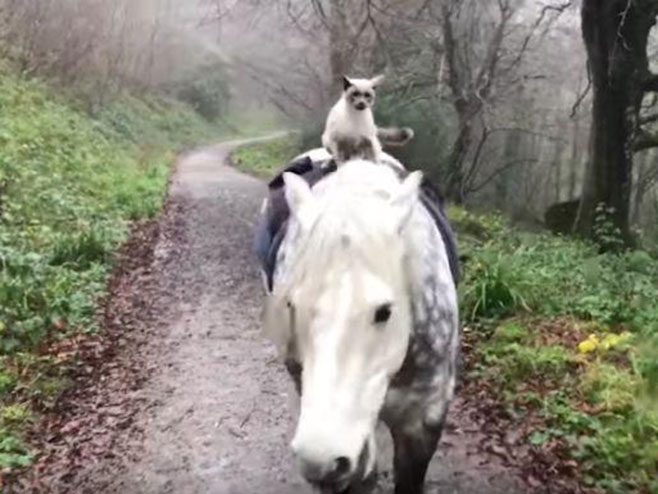 Несвакидашњи пријатељи, пони води мачка у шетњу - Фото: Screenshot/YouTube