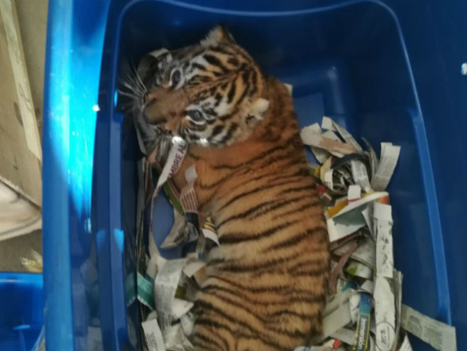 Мексички инспектори пронашли су младунче тигра у пакету (Фото: Especial) - 