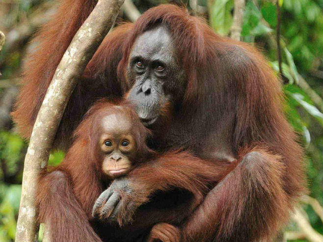 Орангутани  на Борнеу (Фото: volunteerworld.com) - 