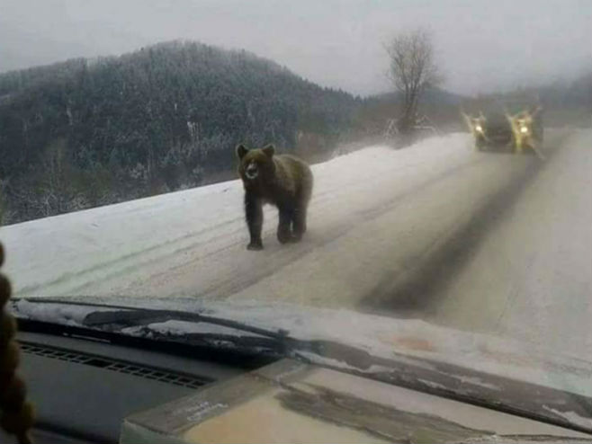 Медвјед шета путем по Грмечу - Фото: nezavisne novine