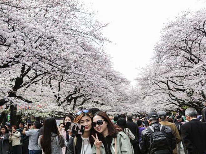 Трешње у Токију означиле долазак пролећа - Фото: Getty Images