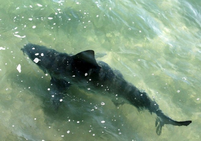 У Неуму уловљен морски пас Модруљ (ФОТО)